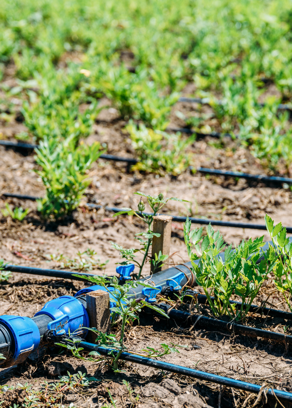 Systèmes d'irrigation